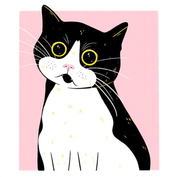 Impressed Cat  - Sara Felgueiras - Image 2