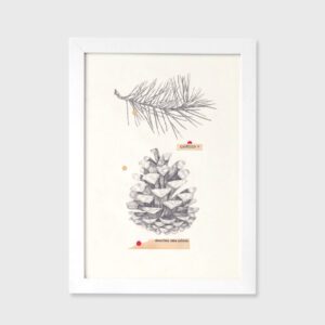 Descobriu uma cabana - Cláudia Salgueiro