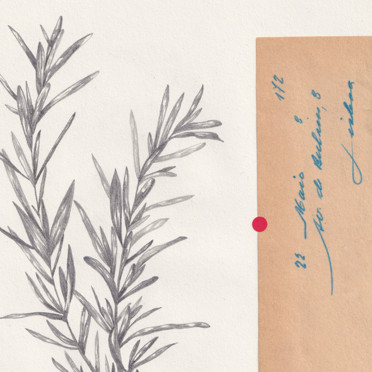 Um envelope, 22 de Maio - Cláudia Salgueiro - Image 3